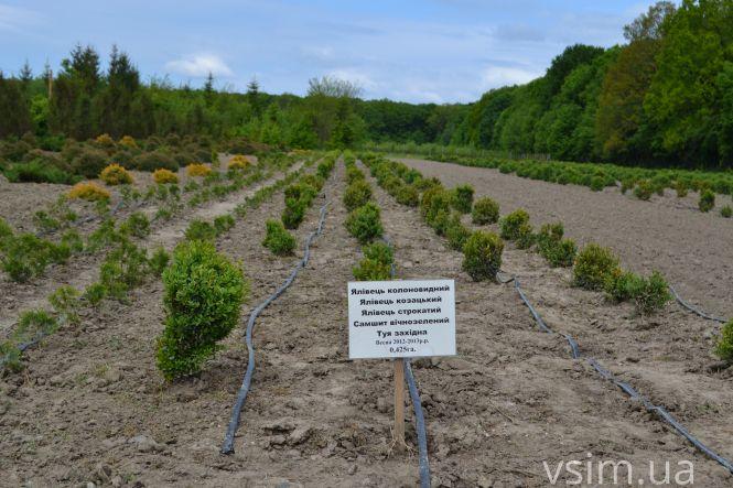 В лісгоспі на Хмельниччині створили власний бренд та вирощують екопродукцію, фото №3 на сайті vsim.ua