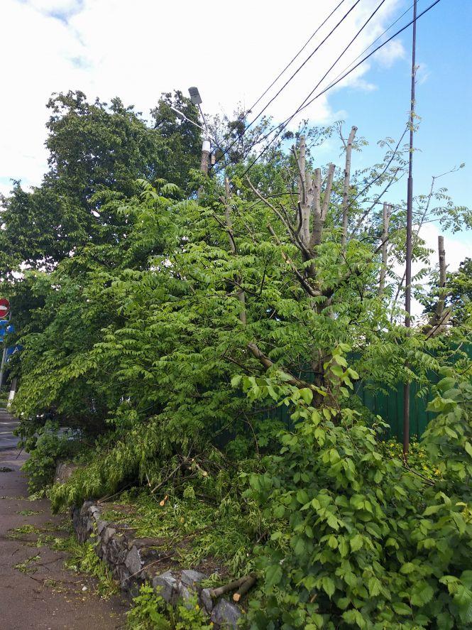 Новини Житомира - фото з "Комунальне торнадо" пронеслося вулицею Перемоги. ФОТО "Комунальне торнадо" пронеслося вулицею Перемоги. ФОТО, фото №3 на сайті 20minut.ua