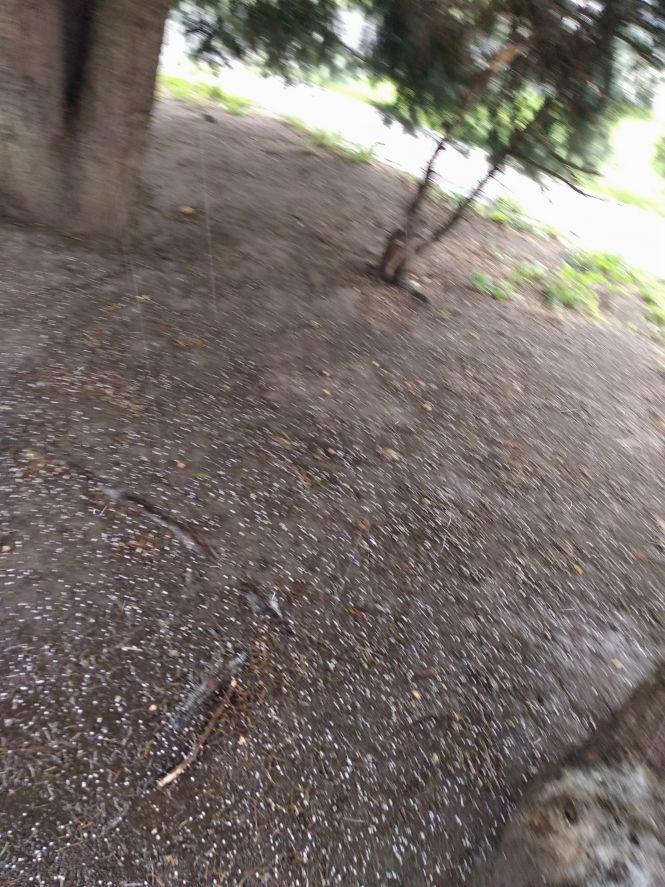 У Житомирі пройшла злива з градом. ФОТО, фото №1 на сайті 20minut.ua