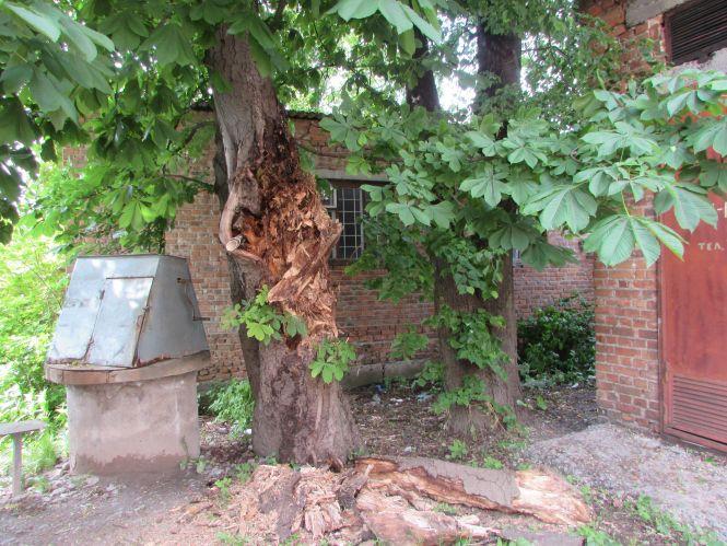 Аварійний каштан, вандали на клумбі та вулиці Білої Казарми в темноті, фото №1 на сайті 20minut.ua