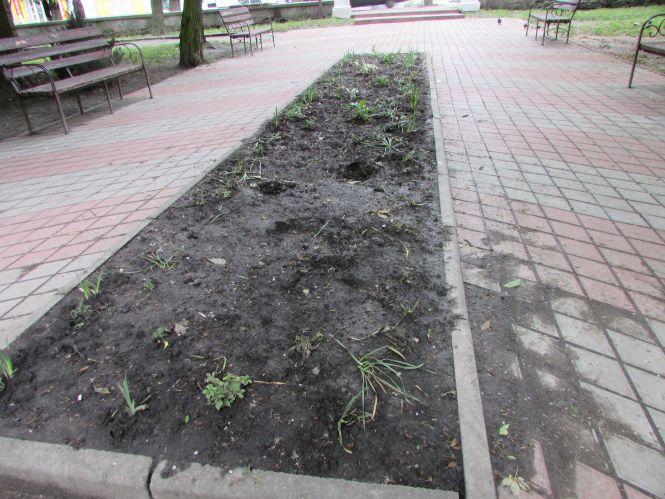 Аварійний каштан, вандали на клумбі та вулиці Білої Казарми в темноті, фото №5 на сайті 20minut.ua