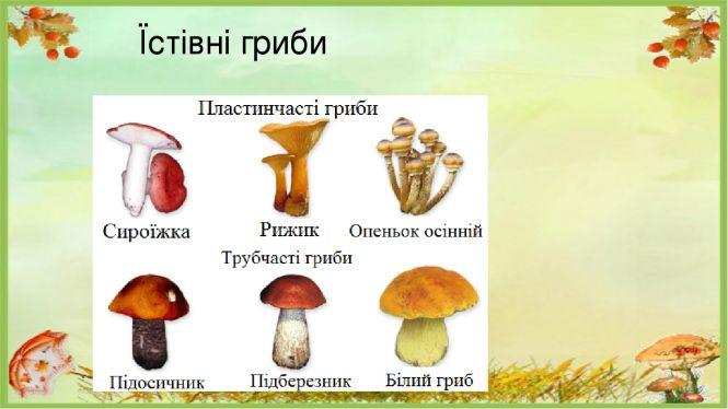 Новини Козятина - фото з Грибний сезон: що потрібно знати, аби не отруїтися