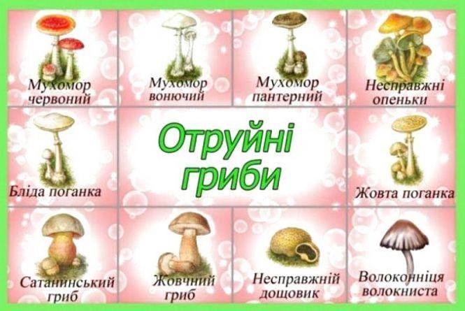 Новини Козятина - фото з Грибний сезон: що потрібно знати, аби не отруїтися
