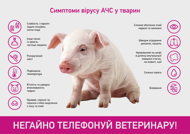 Новини Тернополя - фото з Африканська чума на Тернопільщині атакує тварин Африканська чума на Тернопільщині атакує тварин, фото №1 на сайті 20minut.ua