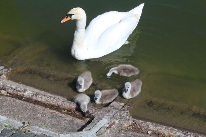 Новини Вінниці - фото з ФОТО ДНЯ. У лебедів на озері Центрального парку вилупилося п’ять пташенят ФОТО ДНЯ. У лебедів на озері Центрального парку вилупилося п’ять пташенят, фото №1 на сайті 20minut.ua