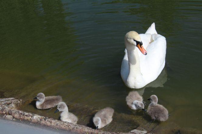 Новини Вінниці - фото з ФОТО ДНЯ. У лебедів на озері Центрального парку вилупилося п’ять пташенят ФОТО ДНЯ. У лебедів на озері Центрального парку вилупилося п’ять пташенят, фото №2 на сайті 20minut.ua
