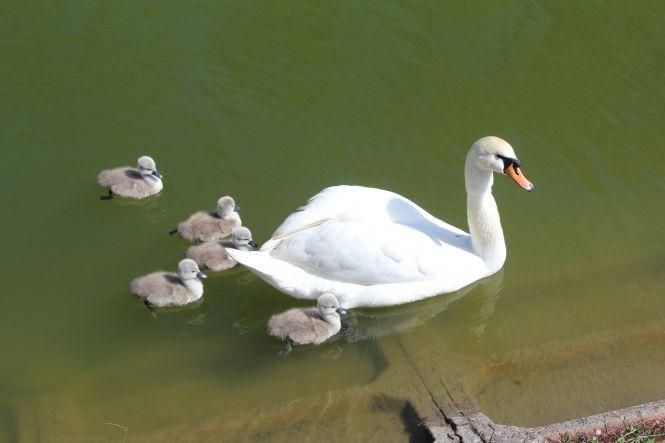 Новини Вінниці - фото з ФОТО ДНЯ. У лебедів на озері Центрального парку вилупилося п’ять пташенят ФОТО ДНЯ. У лебедів на озері Центрального парку вилупилося п’ять пташенят, фото №3 на сайті 20minut.ua
