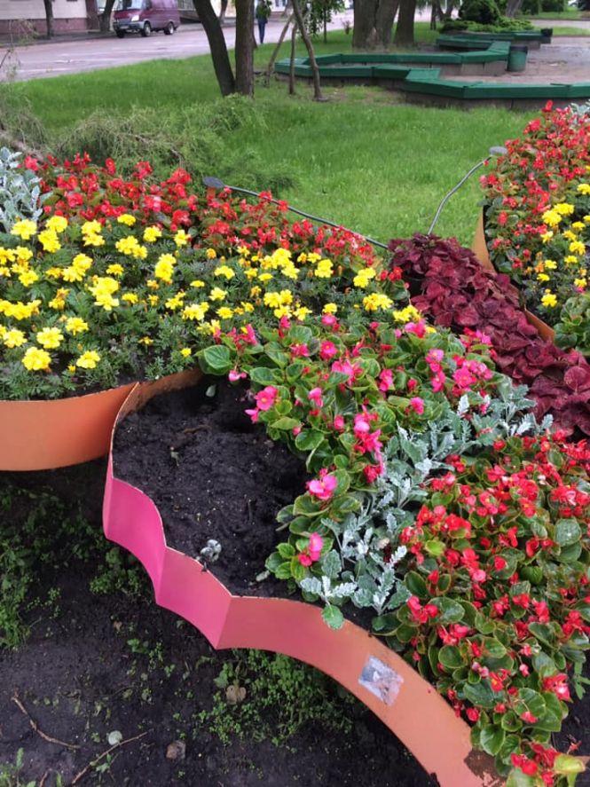 З клумб у Житомирі знову почати красти квіти, фото №1 на сайті 20minut.ua