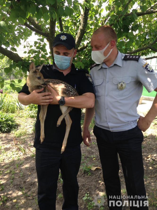 Новини Вінниці - фото з Поліцейські передали зоопарку маля козулі, яке знайшли під час відпрацювання Поліцейські передали зоопарку маля козулі, яке знайшли під час відпрацювання, фото №1 на сайті 20minut.ua