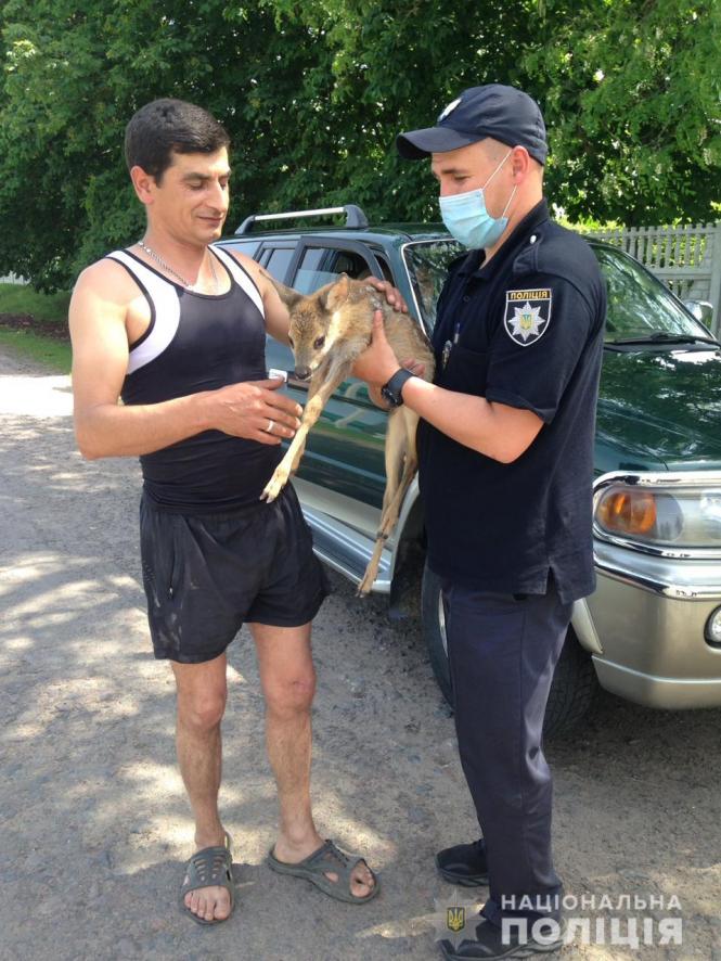 Новини Вінниці - фото з Поліцейські передали зоопарку маля козулі, яке знайшли під час відпрацювання Поліцейські передали зоопарку маля козулі, яке знайшли під час відпрацювання, фото №3 на сайті 20minut.ua