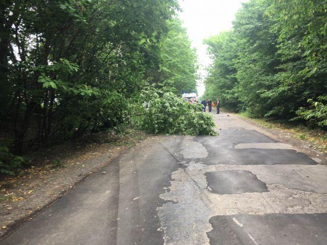 Новини Вінниці - фото з У Тростянецькому районі Citroen в'їхав у лісосмугу. Є загиблий У Тростянецькому районі Citroen в'їхав у лісосмугу. Є загиблий, фото №5 на сайті 20minut.ua