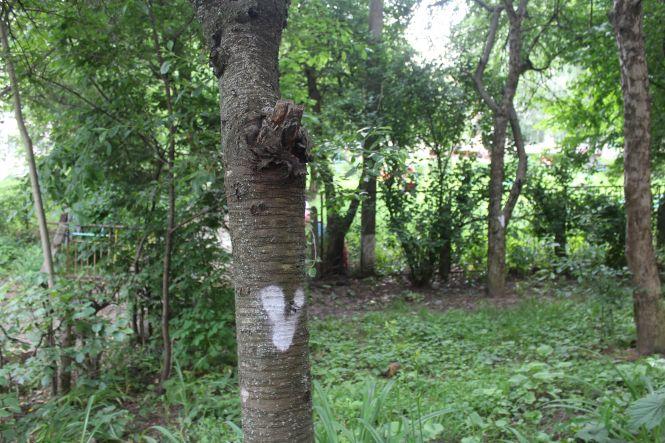 Новини Вінниці - фото з Конфлікт сусідів на Порика. Через зрубані дерева пенсіонер збирається йти до суду Конфлікт сусідів на Порика. Через зрубані дерева пенсіонер збирається йти до суду, фото №4 на сайті 20minut.ua