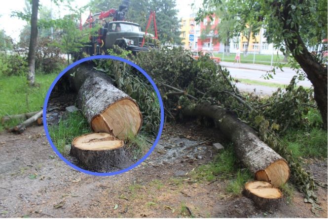 Новини Вінниці - фото з Конфлікт сусідів на Порика. Через зрубані дерева пенсіонер збирається йти до суду Конфлікт сусідів на Порика. Через зрубані дерева пенсіонер збирається йти до суду, фото №2 на сайті 20minut.ua