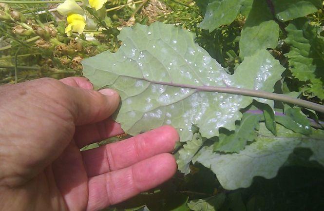 Як обробити капусту від білої мушки: ефективні методи і поради