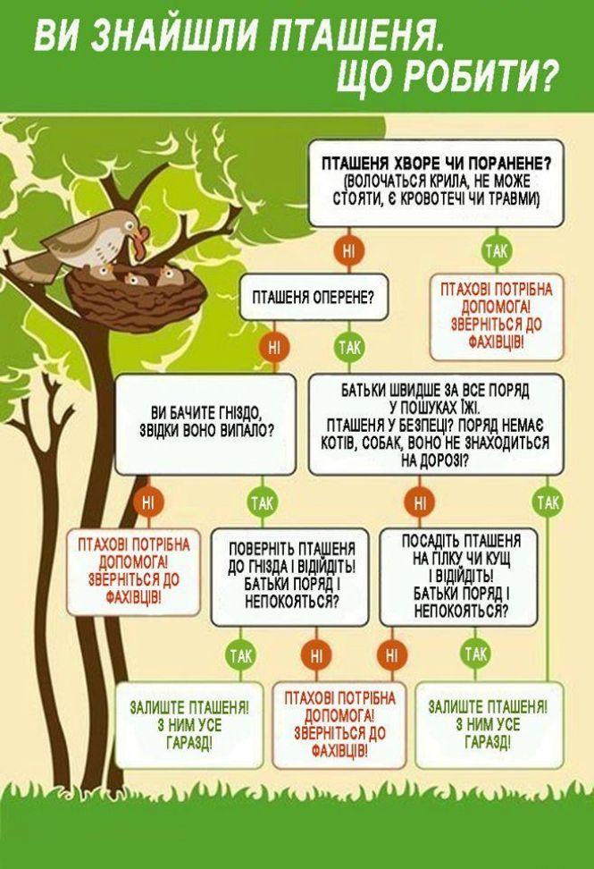 Новини Вінниці - фото з У вінницьких лісах розпочався «пташеняткопад». Що про це варто знати? У вінницьких лісах розпочався «пташеняткопад». Що про це варто знати?, фото №1 на сайті 20minut.ua