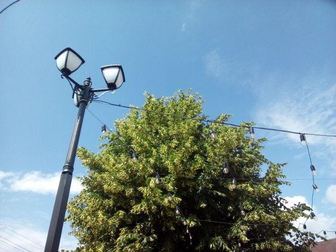 Благоустірй по-козятинськи: одні садять квіти, інші — викрадають, фото №1 на сайті 20minut.ua