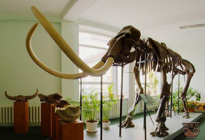 У центрі Ольгополя поставили мамонта. Він буде ревіти, але тільки за гроші, фото №2 на сайті 20minut.ua