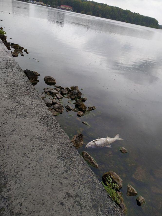 Еколог назвав імовірну причину гибелі риби в Тернопільському ставі, фото №2 на сайті 20minut.ua