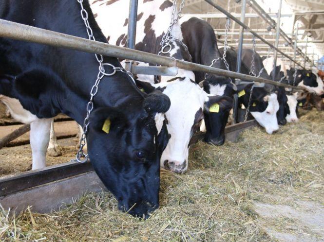 Новини Вінниці - фото з Напитися молока,  яке здоїв робот. Вінничан запрошують у Чечельник на молочну екскурсію Напитися молока,  яке здоїв робот. Вінничан запрошують у Чечельник на молочну екскурсію, фото №5 на сайті 20minut.ua