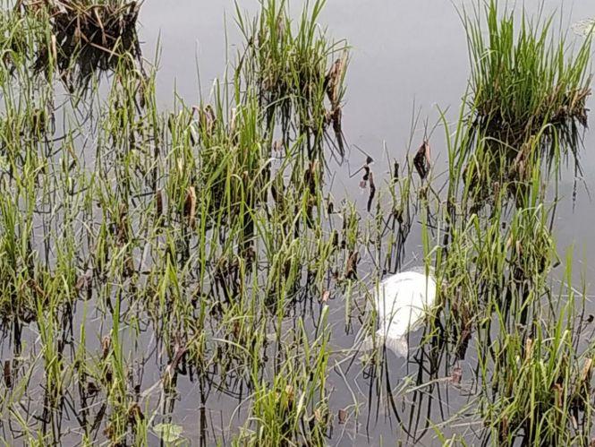 Еколог назвав імовірну причину гибелі риби в Тернопільському ставі, фото №1 на сайті 20minut.ua