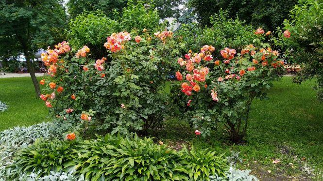 У Житомирі після злив розквітли троянди, фото №5 на сайті 20minut.ua