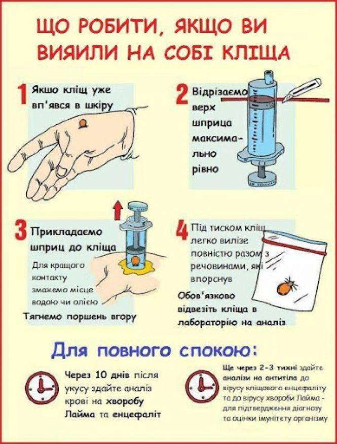 Кліщі атакують людей та тварин, фото №1 на сайті 20minut.ua