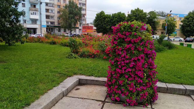 У Житомирі після злив розквітли троянди, фото №3 на сайті 20minut.ua