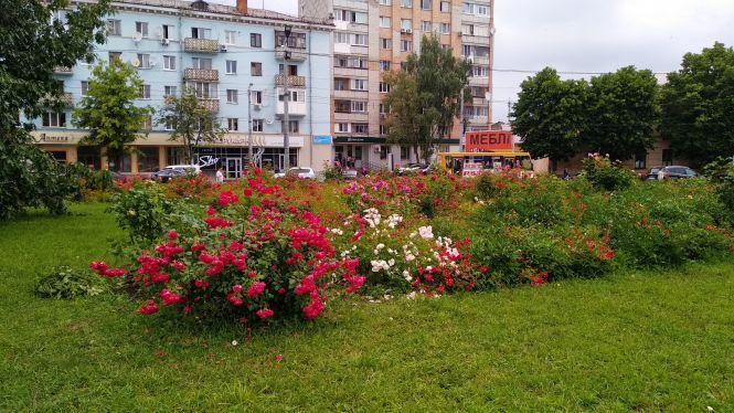 У Житомирі після злив розквітли троянди, фото №2 на сайті 20minut.ua
