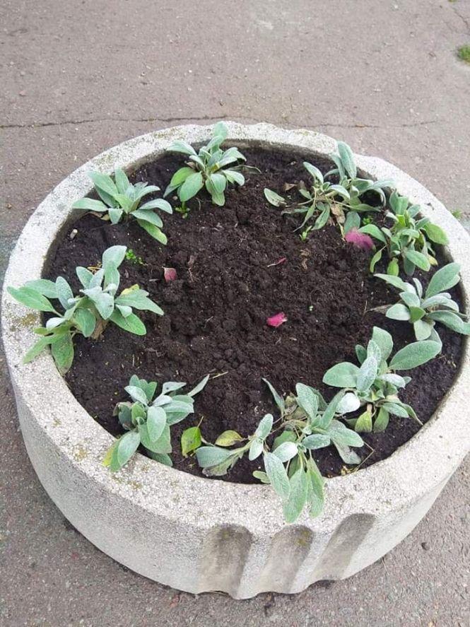 Новини Житомира - фото з На Новому бульварі знову вкрали квіти з  "Метелика" На Новому бульварі знову вкрали квіти з  "Метелика", фото №1 на сайті 20minut.ua