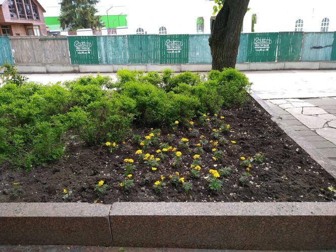 Новини Житомира - фото з На Новому бульварі знову вкрали квіти з  "Метелика" На Новому бульварі знову вкрали квіти з  "Метелика", фото №3 на сайті 20minut.ua
