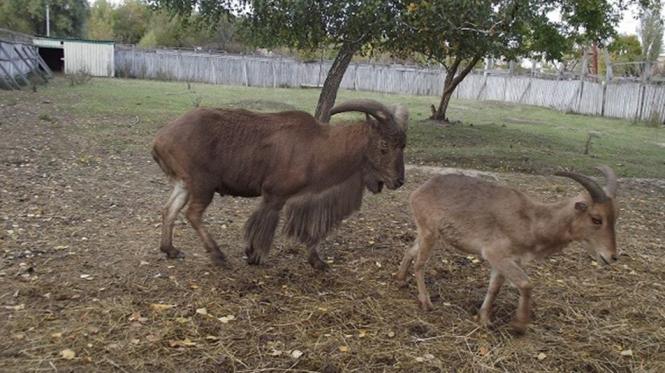 У Подільському зоопарку поповнення