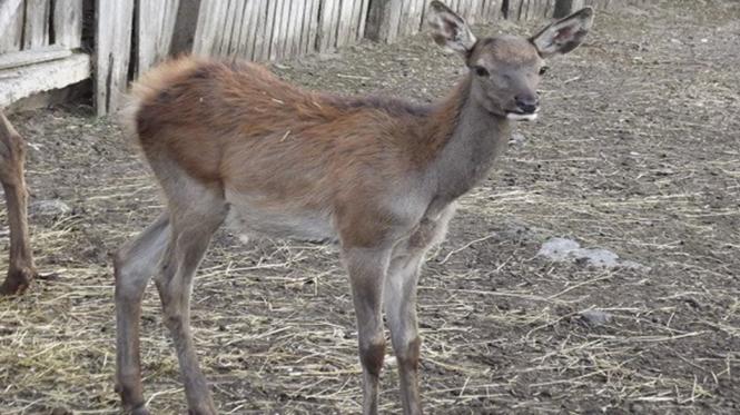 У Подільському зоопарку поповнення