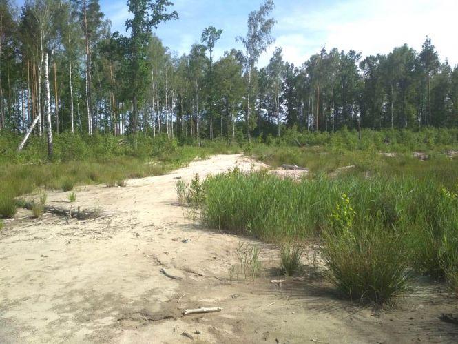 Новини Житомира - фото з Правоохоронці не виявили нових фактів порушень у місцях видобутку бурштину на Олевщині Правоохоронці не виявили нових фактів порушень у місцях видобутку бурштину на Олевщині, фото №2 на сайті 20minut.ua