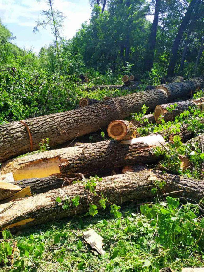 Новини Житомира - фото з Вирізають ліс - громада Троковичів волає про допомогу! ВІДЕО Вирізають ліс - громада Троковичів волає про допомогу! ВІДЕО, фото №1 на сайті 20minut.ua