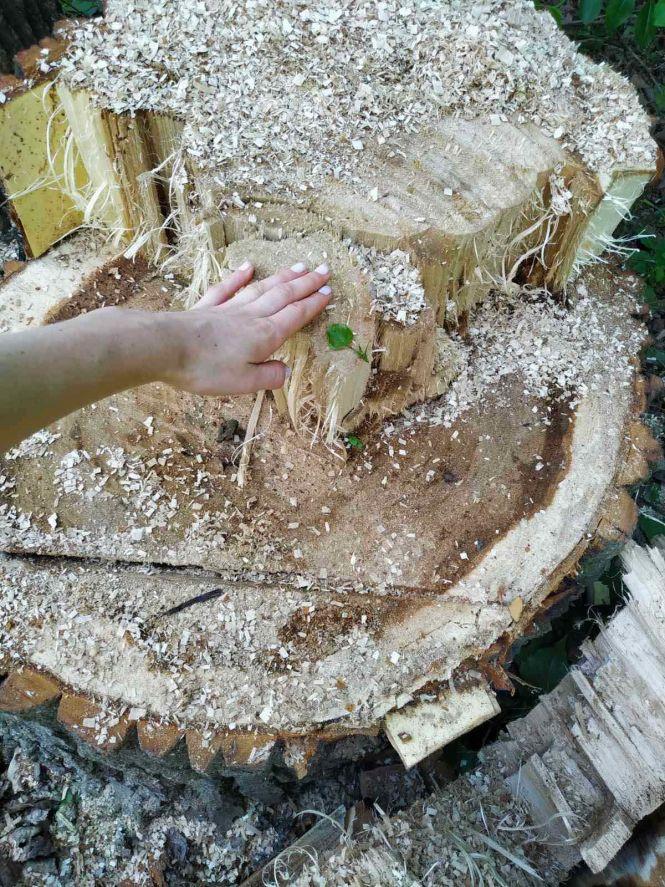 Новини Житомира - фото з Вирізають ліс - громада Троковичів волає про допомогу! ВІДЕО Вирізають ліс - громада Троковичів волає про допомогу! ВІДЕО, фото №2 на сайті 20minut.ua