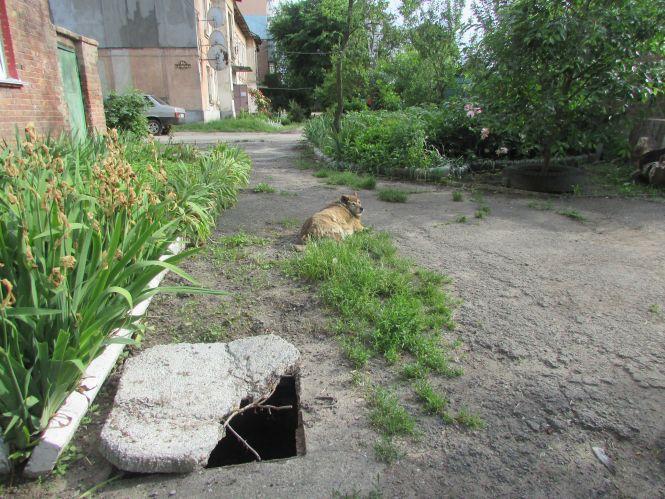 Новини Козятина - фото з Репортаж Козятинщиною: яблуні в яскравому вбрані, калюжі, троянди та старий водогін Репортаж Козятинщиною: яблуні в яскравому вбрані, калюжі, троянди та старий водогін, фото №1 на сайті 20minut.ua