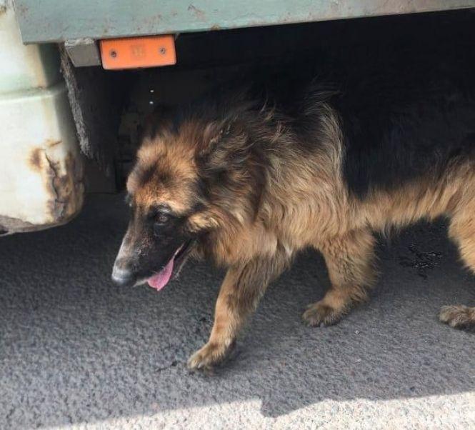 Новини Вінниці - фото з «Викинули просто на трасі»: волонтери шукають дім для вівчарки, якої позбулися господарі «Викинули просто на трасі»: волонтери шукають дім для вівчарки, якої позбулися господарі, фото №2 на сайті 20minut.ua