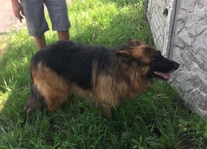 Новини Вінниці - фото з «Викинули просто на трасі»: волонтери шукають дім для вівчарки, якої позбулися господарі «Викинули просто на трасі»: волонтери шукають дім для вівчарки, якої позбулися господарі, фото №1 на сайті 20minut.ua