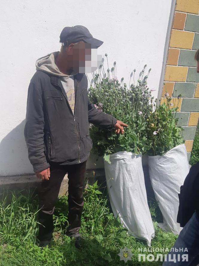 На приватному обійсті в Олевському районі поліцейські виявили посіви снодійного маку, фото №1 на сайті 20minut.ua