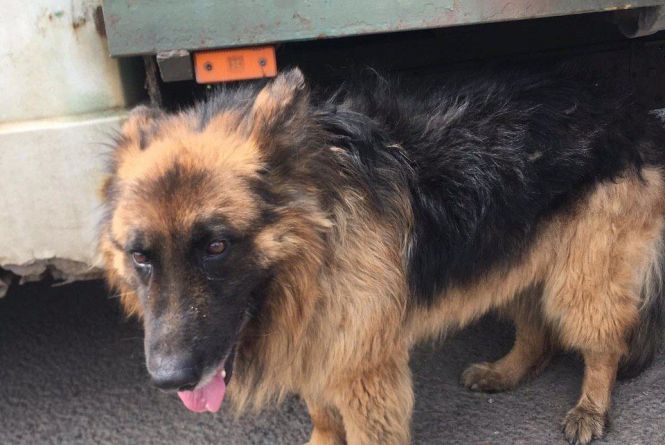«Викинули просто на трасі»: волонтери шукають дім для вівчарки, якої позбулися господарі
