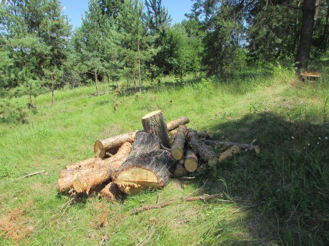 Варварство на пагорбах річки Гуйви або як «Агроліс» за узліссям доглядає, фото №4 на сайті 20minut.ua