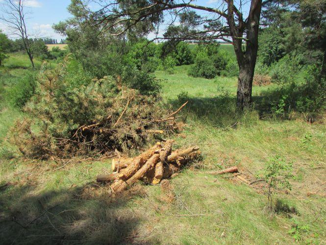Варварство на пагорбах річки Гуйви або як «Агроліс» за узліссям доглядає, фото №5 на сайті 20minut.ua