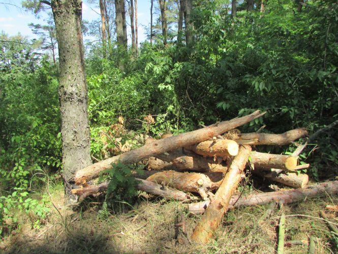 Варварство на пагорбах річки Гуйви або як «Агроліс» за узліссям доглядає, фото №3 на сайті 20minut.ua