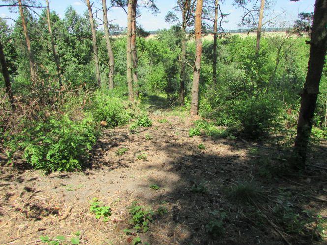 Варварство на пагорбах річки Гуйви або як «Агроліс» за узліссям доглядає, фото №8 на сайті 20minut.ua