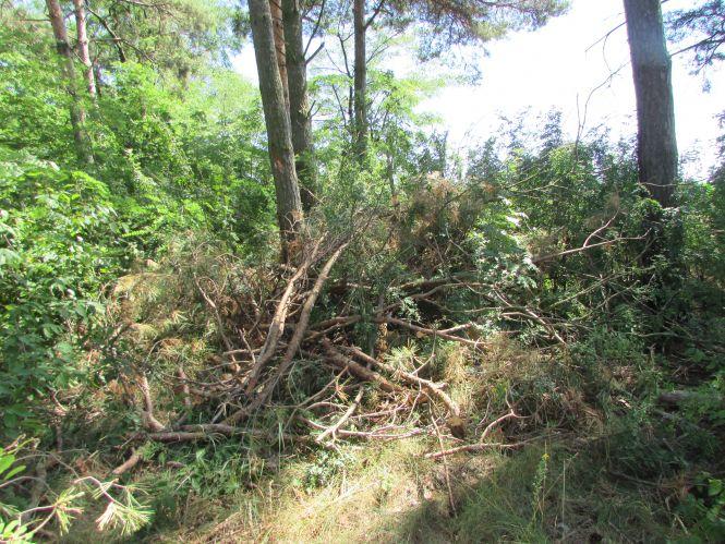Варварство на пагорбах річки Гуйви або як «Агроліс» за узліссям доглядає, фото №2 на сайті 20minut.ua