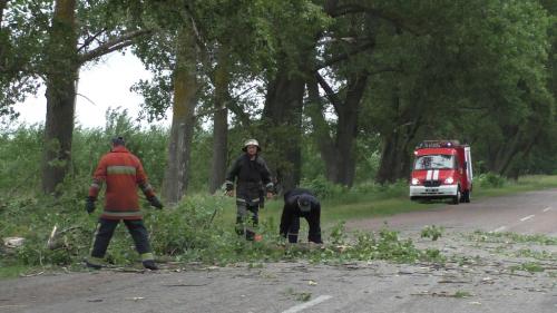 Новини Житомира - фото з Гілка тополі заблокувала рух на дорозі Овруч - Словечне S6310069.JPG