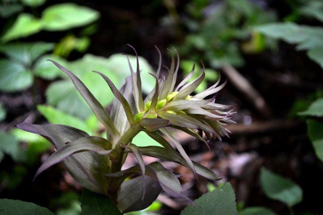 Новини Хмельницького - фото з Красиві та дуже рідкісні. На Хмельниччині квітнуть унікальні орхідеї (ФОТО) Красиві та дуже рідкісні. На Хмельниччині квітнуть унікальні орхідеї (ФОТО), фото №1 на сайті vsim.ua