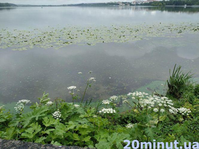 Новини Тернополя - фото з Небезпечна рослина росте в центрі Тернополя: будьте обережні (ФОТО ДНЯ) Небезпечна рослина росте в центрі Тернополя: будьте обережні (ФОТО ДНЯ), фото №1 на сайті 20minut.ua