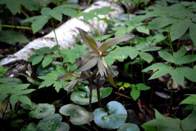 Новини Хмельницького - фото з Красиві та дуже рідкісні. На Хмельниччині квітнуть унікальні орхідеї (ФОТО) Красиві та дуже рідкісні. На Хмельниччині квітнуть унікальні орхідеї (ФОТО), фото №4 на сайті vsim.ua