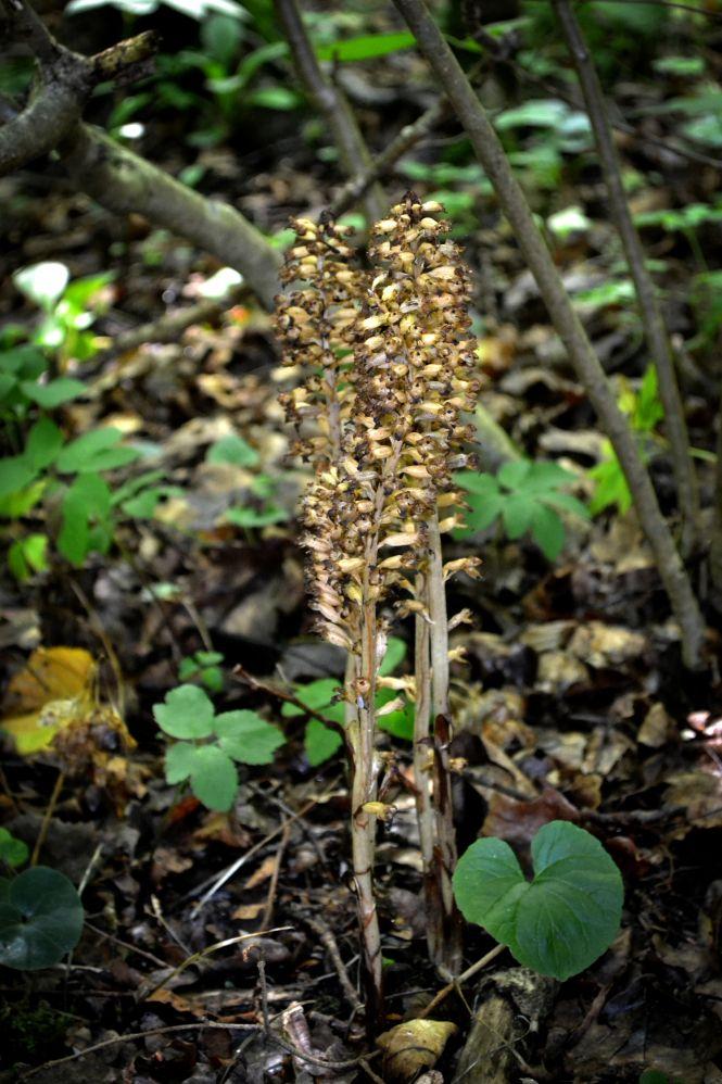 Новини Хмельницького - фото з Красиві та дуже рідкісні. На Хмельниччині квітнуть унікальні орхідеї (ФОТО) Красиві та дуже рідкісні. На Хмельниччині квітнуть унікальні орхідеї (ФОТО), фото №6 на сайті vsim.ua